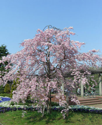 Sakura Bonsai on Postado Por Carolina   S 9 49 Pm